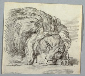 Drawing, Study of a Lion by Unknown